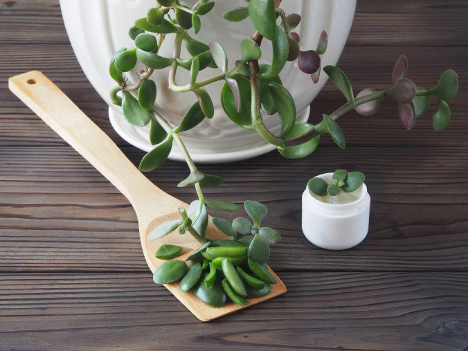 Leaves of the home flower crassula ovata in a spoon, cream on a wooden table. Drug plant crassula for use in alternative medicine, cosmetology and preparation of cosmetic natural remedy